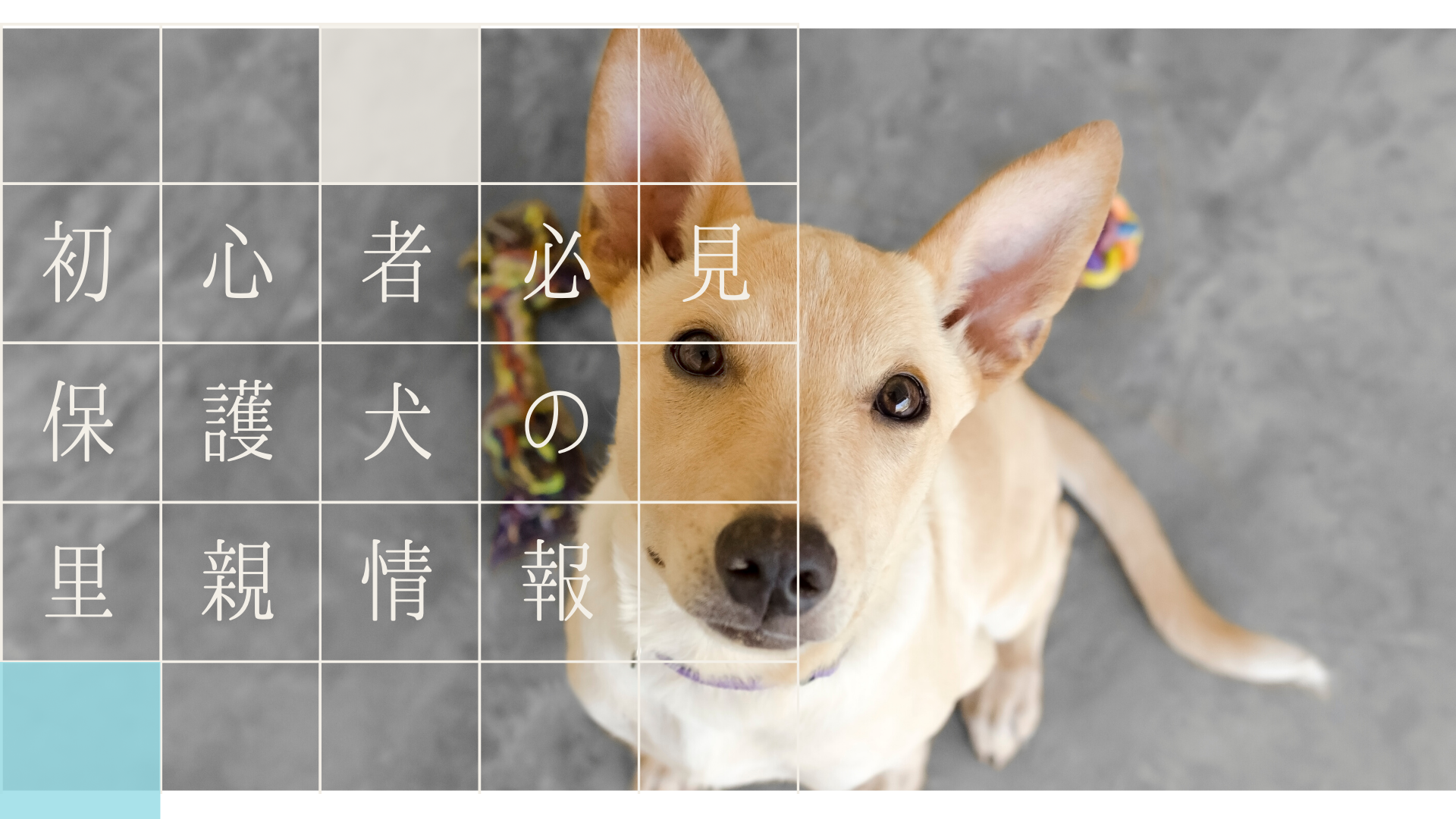 犬を飼うなら保護犬の里親という選択肢も 里親募集サイトまとめ Myドッグフード